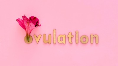 ovulácia a bod G, bod G a menštruačný cyklus, orgazmus pri ovulácii